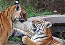Wildlife